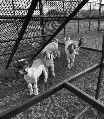 Demand for meat goats continue to grow