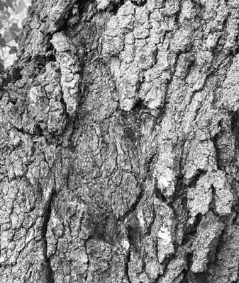 Freeze and fungus contribute to tree bark loss