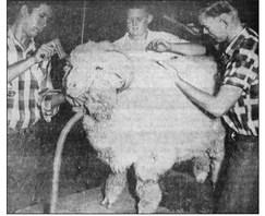 October 1959: GETTING READY – These three members of the Fort Stockton High School FFA Chapter are busily preparing an entry for next week’s Pecos County Livestock Show, which opens Thursday. From left are Henry Casas, George Reeves, and Mike Hill.