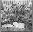 CONTRIBUTED PHOTO Declining lantana plant.