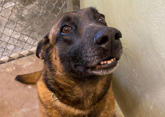 Fort Stockton Police Department K-9, Fauce, passed his assessment to continue his service as an officer this past week. The 7-year-old Belgian Malinois is currently being housed at the city’s shelter until a handler is assigned to him. 