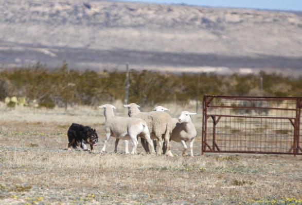 Sheep Dog Trial