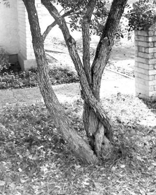 Texas mountain laurel trunks growing together not favorable for life of tree