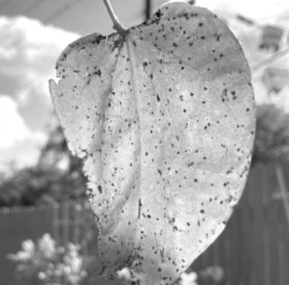 CONTRIBUTED PHOTO Yellowed Redbud leaf.