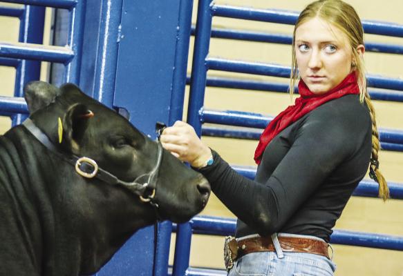 Madison Hanson of West of the Pecos 4-H, eyes the judge while showing her registered heifer during the Pecos County Livestock show Friday at the Pecos County Civic Center in Fort Stockton. Hanson won Grand Champion Senior Cattle Showman. See more photos from Friday’s show on Page 14. Photo by Shawn Yorks