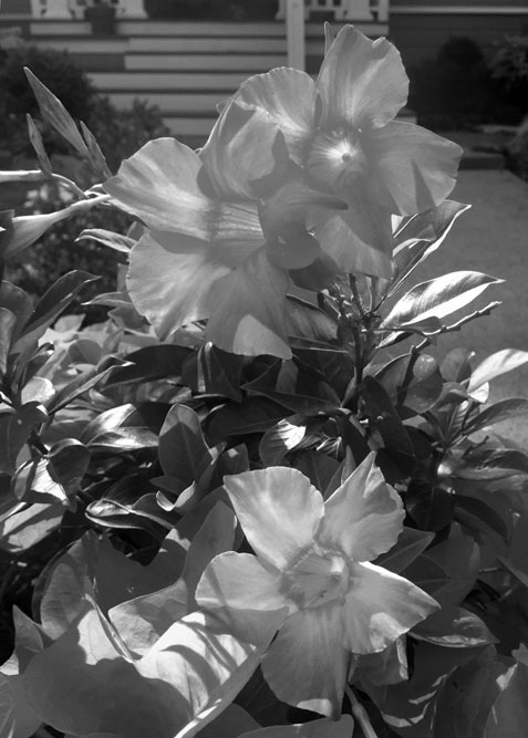 Climbing Mandevilla Needs Guidance
