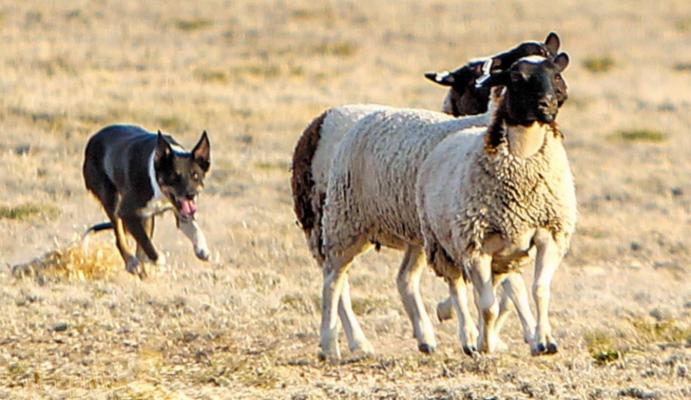SHEEP DOG TRIALS