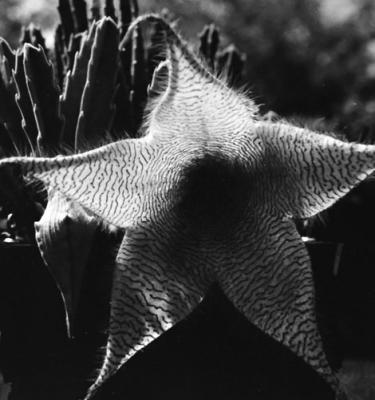 Stapelia gigantea and one of the fi rst plant photos Sperry ever took (1963)