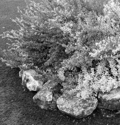 Rain, soil compaction, and age likely the cause of Mexican oregano problems