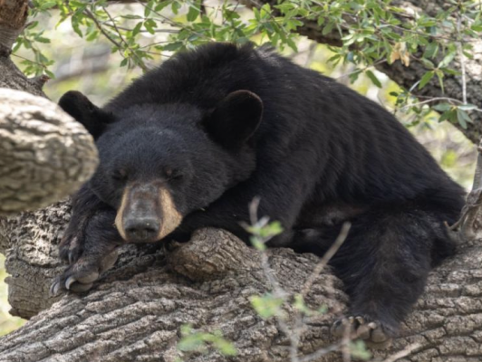 black bear