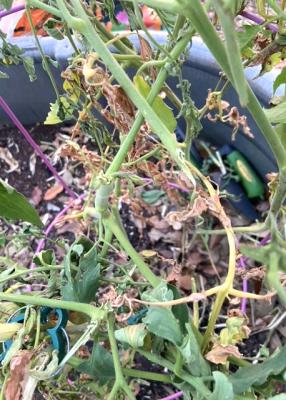 Tomato plant being devoured.