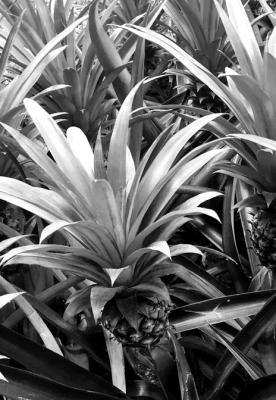 How to grow your own pineapples