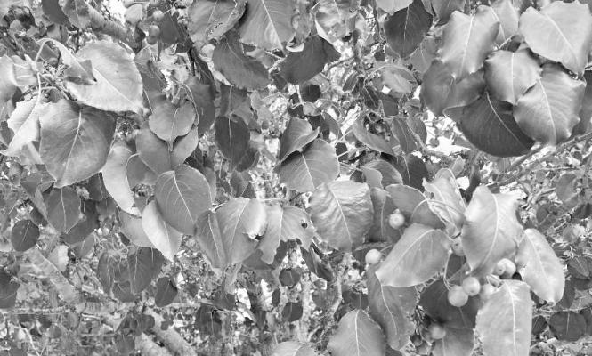 Ornamental pear foliage
