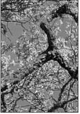 Probably a crustose lichen, along with other lichens and ball moss on live oak