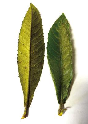 Fighting Loquat Tree Lace