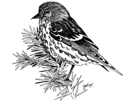 Those little birds under the feeder