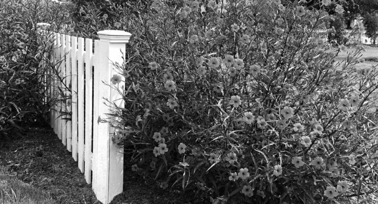 Herbicides and digging, the only way to tame Ruellia