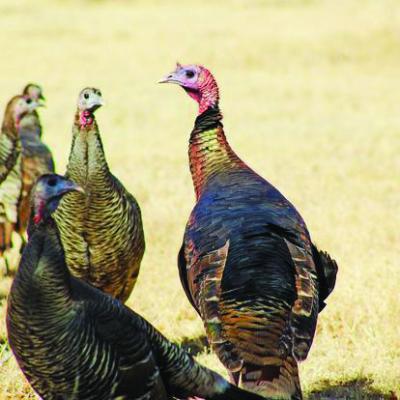 Wild turkeys are just one of the many species that the Borderlands Research Institute is working to conserve for future generations. Photo by Kara Gerbert