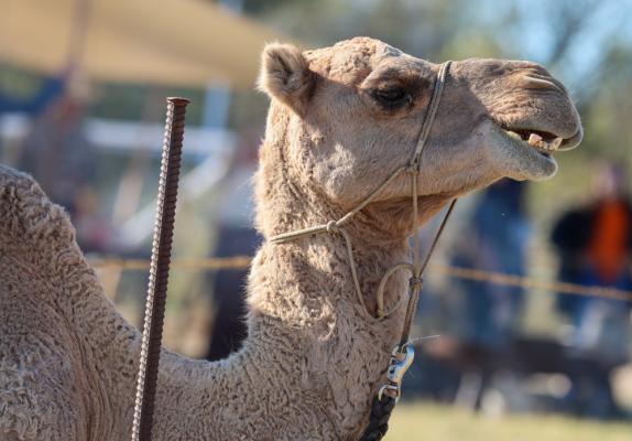 A Camel with the U.S. Camel Corps was in Fort Stockton Oct. 21-22 for Living History Day. Doug Baum, of Waco, has been bringing the camels to Fort Stockton for 26 years. Photo by Shawn Yorks