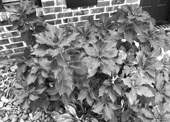 Prune spring fl owering plants after blooming
