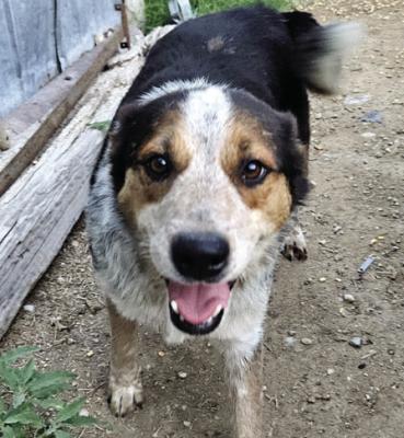 PIONEER PET OF THE WEEK