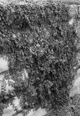 Fig ivy is the best bet for covering rock walls