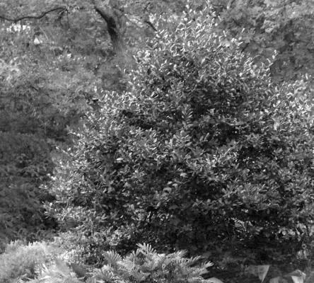 Holly varieties produce cooling shade. CONTRIBUTED PHOTO