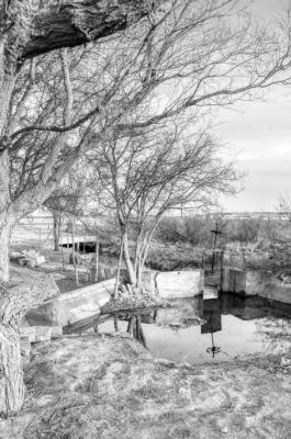 The main irrigation canal from Comanche Springs splits into the Highline Canal and 7-D Canal. Photo courtesy of Robert Mace.