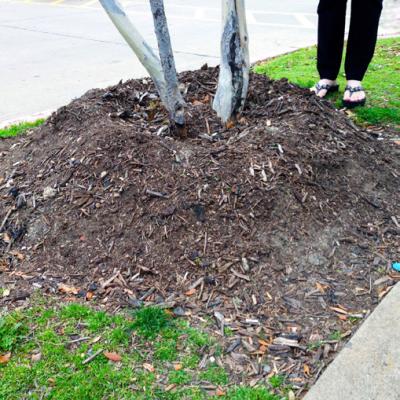 Deep Roots, Bright Future: Exploring the Best Care for Oaks