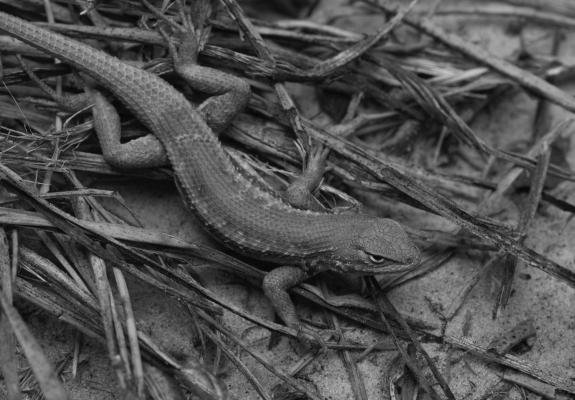 The Sagebrush lizard has been listed as an endangered species. Courtesy photo