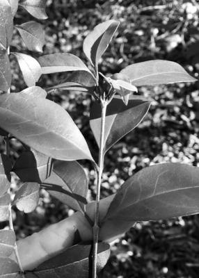 Japanese ligustrum is super