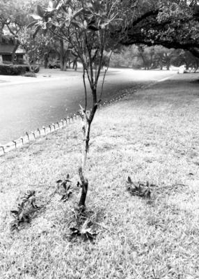 Deer damage too much for magnolia tree survival