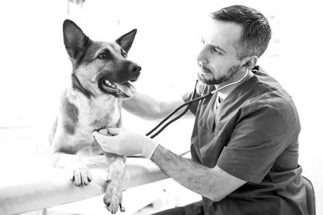 Bordetella Vaccine Helps Protect Dogs Against Contagious Kennel Cough