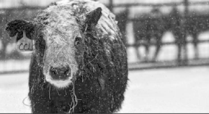 USDA offers assistance for winter storm damage