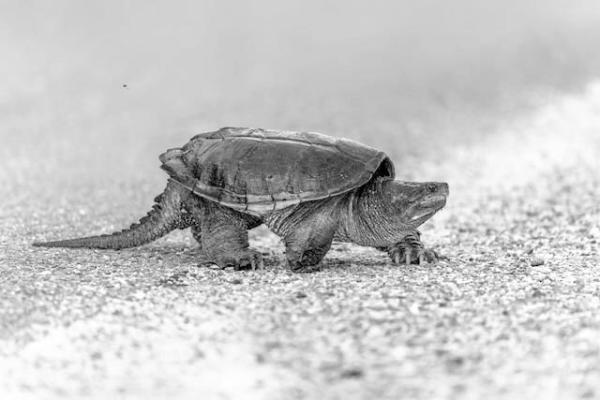 Spring highways see increase in cold-blooded commuters