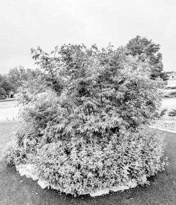 Vitex can be pruned the same as crape myrtles