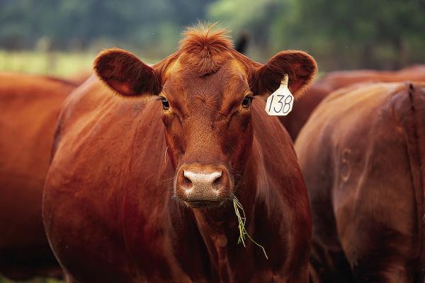 Beef cattle producers who find or suspect New World screwworm, NWS, now have a user-friendly resource to help guide their next steps in the process. Courtesy photo