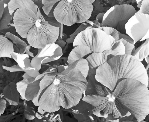 Clear faces on pansies show up best from a distance.