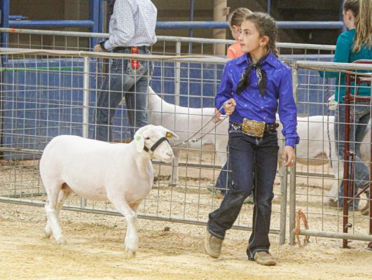 Harper Ice earned two champion honors at the Pecos County Livestock Show. Ice was grand champion in the Market Lamb division and breed champion for Medium Woold Market Lambs. Photo by Nathan Heuer