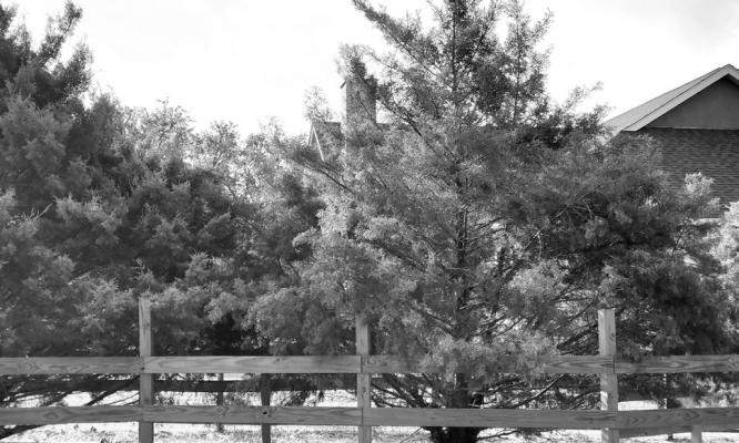 Wrestling with an Arizona cypress issue. CONTRIBUTED PHOTO