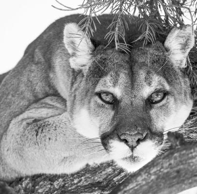 Pictured is a mountain lion, one of desert ecologist James Cornett subjects of study. Courtesy Photo