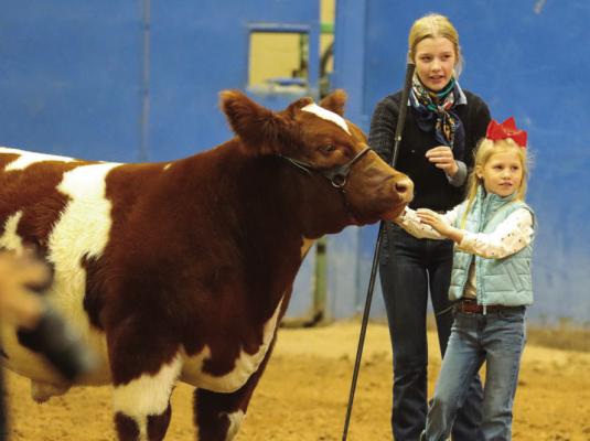 Competitors in the Junior and Pee-Wee Divisions of the West of the Pecos Blowout Stock Show make sure their animals are in top shape during the Showmanship competition, Saturday at the Pecos County Coliseum. Photos by Shawn Yorks