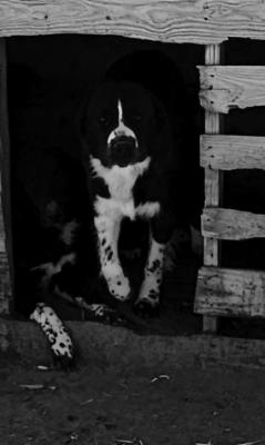 PIONEER PET OF THE WEEK