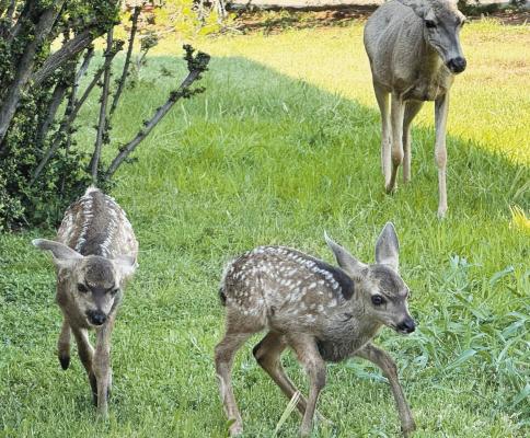A doe shows off her twin fawns in Alpine resident Walter Frerck’s yard.