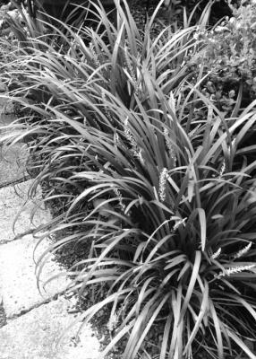 Liriope can be replanted at this time of year