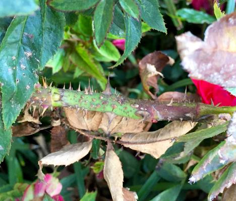 Extraordinary number of thorns Rose Rosette Virus