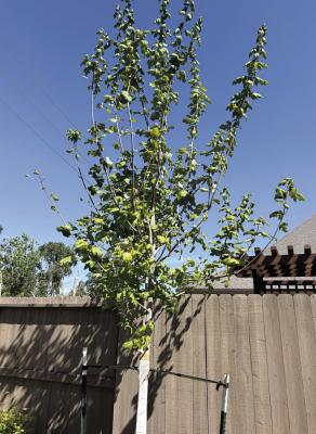 Red maple leaves show signs of stress and premature dropping, likely caused by inconsistent watering.