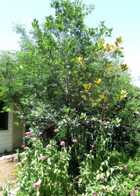 Deep Roots, Bright Future: Exploring the Best Care for Oaks