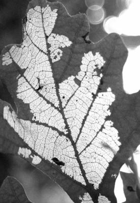 Fungus not the cause of leaf damage in bur oaks
