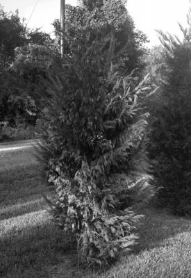 Seiridium canker causes the loss of cypress trees statewide